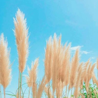 科学家揭示水稻破土出苗关键调控机制